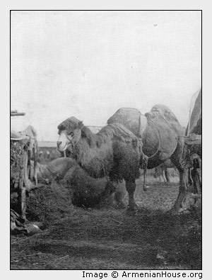 Camels in the Caucasus